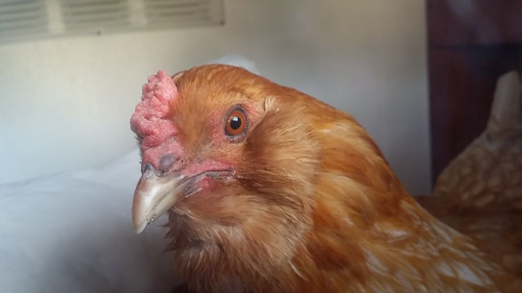 Readers show their chickens